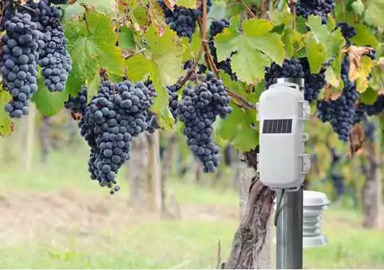 Mit HOBOnet Feldüberwachungssystem Ernten schützen und Kosten reduzieren